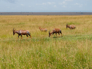 Naklejka na ściany i meble Maasai Mara, Kenya, Africa - February 26, 2020: Elands wandering the Savannah