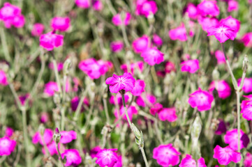field of bright magenta lychnis coronaria or rose campion