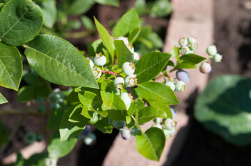 immature blueberries in the garden