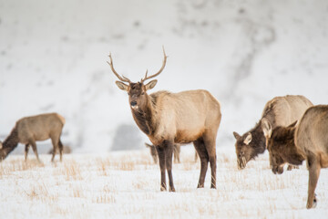 Naklejka na ściany i meble Elk in the winter