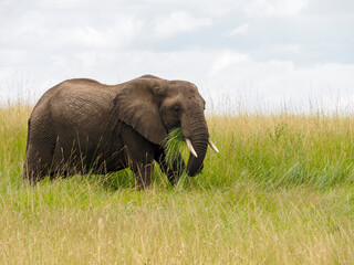 Naklejka na ściany i meble Maasai Mara, Kenya, Africa - February 26, 2020: Large african elephant eating grass, Maasai Mara Game Reserve, Kenya, Africa