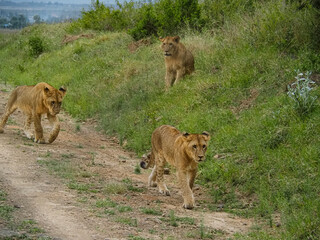 Pride of Lions travelling down Dirt Road, Lake Nakuru, Kenya, Africa