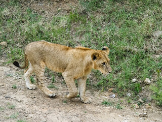 Pride of Lions travelling down Dirt Road, Lake Nakuru, Kenya, Africa