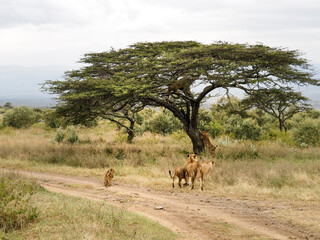 Naklejka na ściany i meble Pride of lions climbing acacia tree, Lake Nakuru National Park, Kenya, Africa