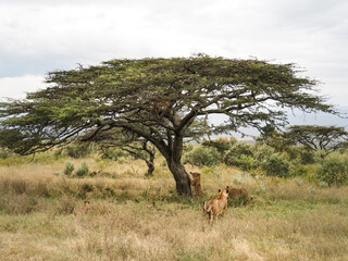 Naklejka premium Pride of lions climbing acacia tree, Lake Nakuru National Park, Kenya, Africa