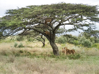 Obraz na płótnie Canvas Pride of lions climbing acacia tree, Lake Nakuru National Park, Kenya, Africa