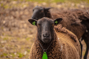 A flock of sheep on a farm, a single sheep looking into the camera.