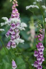 foxglove or digitalis seen through white flowers in a garden © eugen