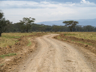 Fototapeta na wymiar Road for Safari through Lake Nakuru National Park, Kenya, Africa