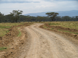 Fototapeta na wymiar Road for Safari through Lake Nakuru National Park, Kenya, Africa