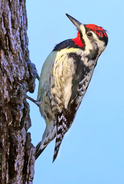 Yellow-bellied Sapsucker woodpecker portrait sitting on a tree trunk into the forest, Quebec, Canada
