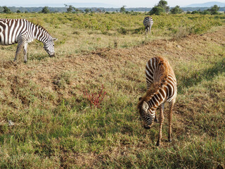 Obraz premium Zebras grazing along savannah, Lake Nakuru, Kenya, Africa