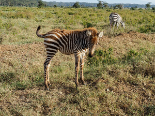 Zebras grazing along savannah, Lake Nakuru, Kenya, Africa