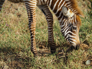 Zebras grazing along savannah, Lake Nakuru, Kenya, Africa