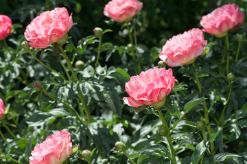 bright pink peonies sun-gazing in a garden bed