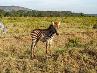 Obraz premium Zebras grazing along savannah, Lake Nakuru, Kenya, Africa