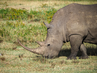 Fototapeta premium White Rhino grazing along Savannah, Lake Nakuru, Kenya, Africa