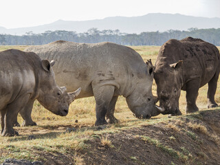 Obraz premium White Rhino grazing along Savannah, Lake Nakuru, Kenya, Africa