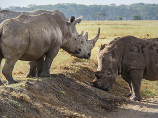 Fototapeta premium White Rhino grazing along Savannah, Lake Nakuru, Kenya, Africa