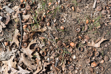 texture of last year's oak acorns and leaves on the ground