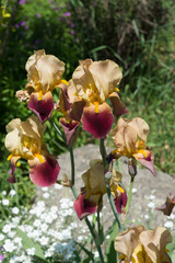 Obraz na płótnie Canvas bicoloured yellow/violet cultivated Irises, or Iridaceae in a garden