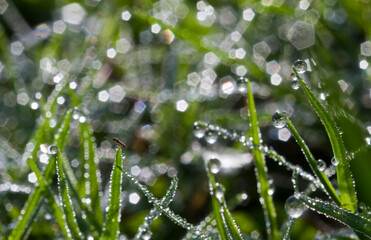 Fototapeta na wymiar Background of a fresh green grass with water drops. Close-up - Image