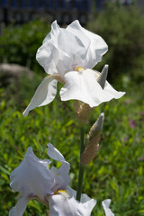 Fototapeta na wymiar isolated white cultivated Irises, or Iridaceae in a garden