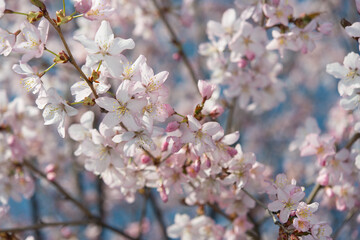 large petals, early spring, flowering cherry