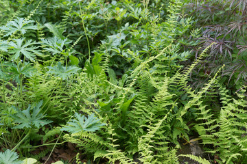 fern leaves