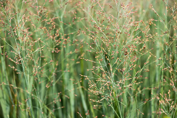 green grass background