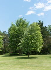tree in the park, clear sunny but windy day