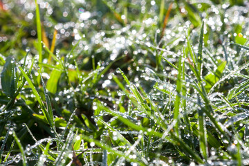 Background of a fresh green grass with water drops. Close-up - Image