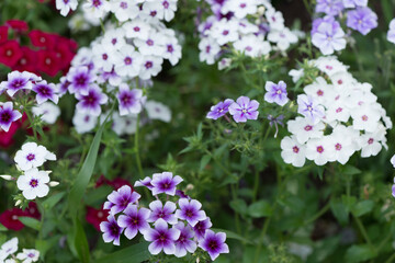 Obraz premium white and white-violet phlox in bloom