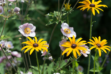 anemone and black-eyed Susans under the afternoon sun in a garden