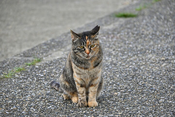 地面に座ってこちらを見ているキジトラ猫