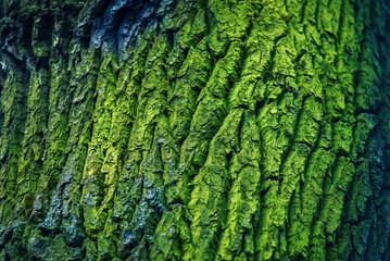 Dark green textured bark texture of an old tree covered with moss