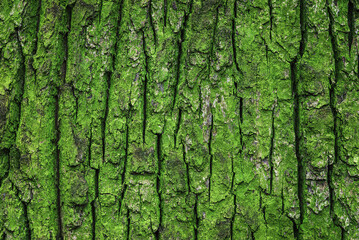 Green mossy bark texture of old oak tree 
