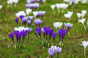Purple crocus flowers on green lawn in early spring