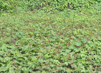 green grass background