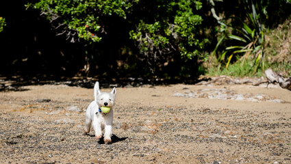 Young westie west highland terrier dog playing fetch on beach with tennis ball in New Zealand NZ