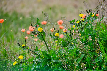 赤いポピーの花を背景にした黄色のノゲシの花