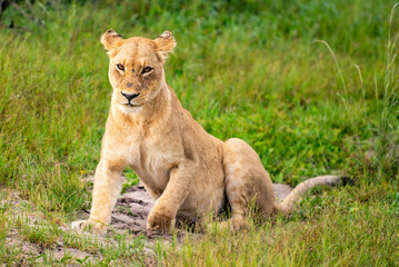 Beautiful Lion Caesar in the golden grass of Masai Mara, Kenya Panthera Leo.