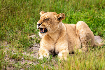 Beautiful Lion Caesar in the golden grass of Masai Mara, Kenya Panthera Leo.