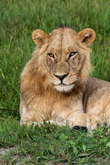 Obraz na płótnie Canvas Beautiful Lion Caesar in the golden grass of Masai Mara, Kenya Panthera Leo.