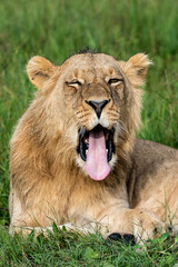 Beautiful Lion Caesar in the golden grass of Masai Mara, Kenya Panthera Leo.