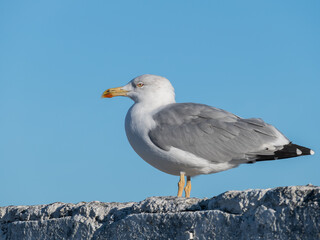 seagull standing on a quay wall