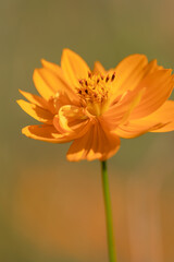 Cosmos Flowers