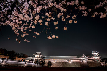 金沢城と夜桜