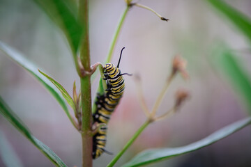 Caterpillars Monarch Butterflies Moths Milkweed Chrysalis