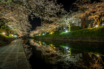 富山・松川周辺の夜桜ライトアップ